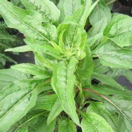 Basil