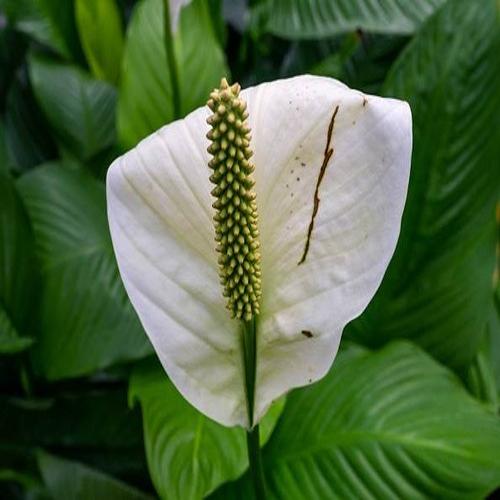 Japanese Peace Lily
